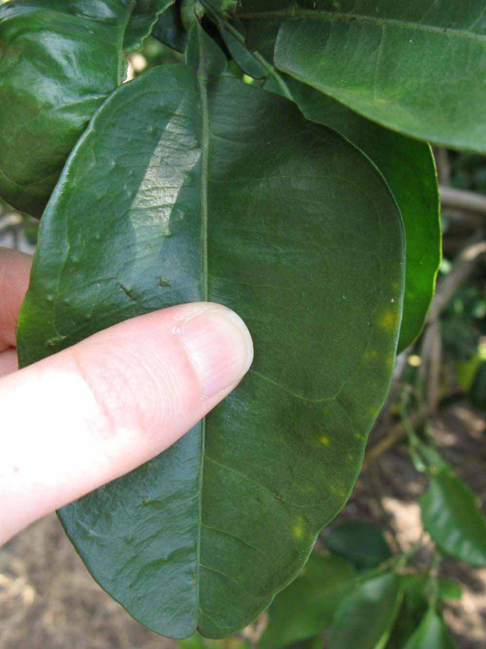              Unifoliolate leaf (Winter Haven, FL)       